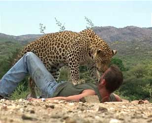 Ah Yes... that IS a 'WILD' leopard...