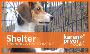 Shelter Training & Enrichment