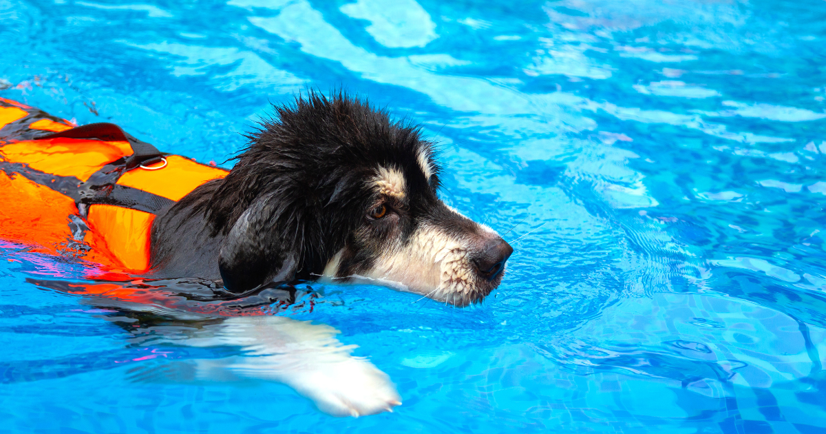 Alaskan Malamute wearing a life jacket is swimming in the pool