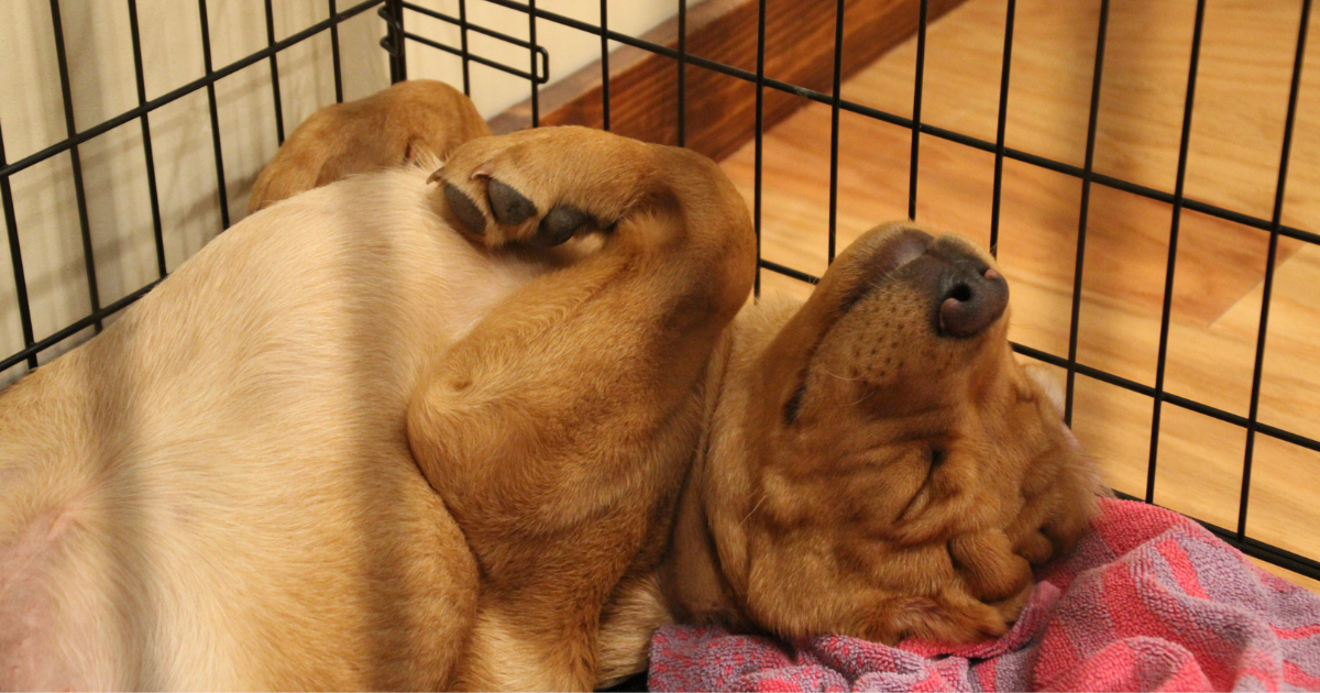 Fox red Labrador retriever puppy sleeping inside wire crate